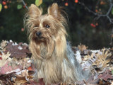 Yorkshire Terrier Dog, Illinois, USA