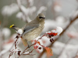 Cedar Waxwing, Young on Hawthorn with Snow, Grand Teton National Park, Wyoming, USA