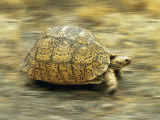 Leopard Tortoise (Geochelone Pardalis) Running