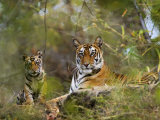 Female Tiger, with Four-Month-Old Cub, Bandhavgarh National Park, India
