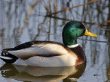 Mallard Duck Drake (Anas Platyrynchos) Spain