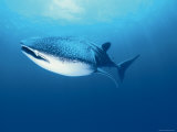 Whale Shark, Indo Pacific