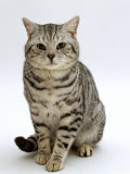 Domestic Cat, British Shorthair Silver Spotted Tabby Male