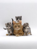 Domestic Cat, Ginger Mother with Foster Kittens