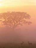 Buy Two Male Impala at Dawn, Okavango Delta, Botswana at AllPosters.com