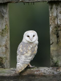 Barn Owl, in Old Farm Building Window, Scotland, UK Cairngorms National Park
