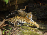 Tiger, Lying on Stone and Flicking Tail, Bandhavgarh National Park, India
