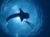 Whale Shark and Person Swimming in Silhouette, Indo Pacific