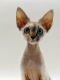 Domestic Cat, 16-Week, Female Tabby-Point Devon Si-Rex