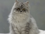Domestic Cat, Chinchilla Persian