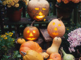 Buy Different Kinds of Pumpkin and Pumpkin Faces at Halloween (Cucurbita Sp.) at AllPosters.com
