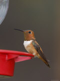 Rufous Hummingbird, Male at Feeder, Paradise, Chiricahua Mountains, Arizona, USA