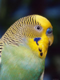 Budgerigar, Male (Melopsittacus Undulatus)