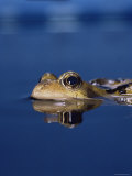 Common Frog (Rana Temporaria) Resting at Surface
