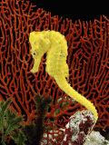 Buy Golden Seahorse, Portraits, UK at AllPosters.com