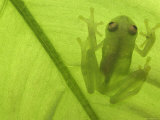 Buy Glass Frog, Amazonia, Se Ecuador at AllPosters.com