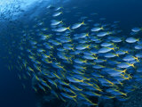 Schooling Blue and Gold Fusilers, Indo-Pacific