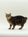 Domestic Cat, Tabby Manx No Tail