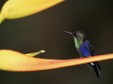 Male Crowned Woodnymph, Macipucuna Cloud Forest, Ecuador