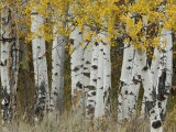 Aspen Trees in Autumn, Grand Teton National Park, Wyoming, USA