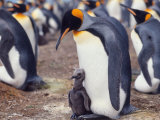 King Penguin with Young Chick (Aptenodytes Patagonica) South Georgia