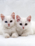 Domestic Cat, White Semi-Longhair Turkish Angora Kittens, One with Odd Eyes