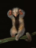 Buy Pygmy / Silky Anteater, South America at AllPosters.com