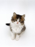 Looking Down on Domestic Cat, 7-Week Tabby and White Persian-Cross Kitten Looking Up