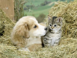 Domestic Kitten (Felis Catus) with Puppy (Canis Familiaris) in Hay