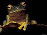 Red Eyed Treefrog, Queensland, Australia