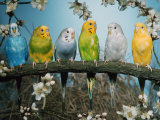 Six Budgerigars (Melopsittacus Undulatus)