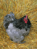 Blue Cochin Breed of Domestic Chicken, Cock., USA