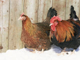 Red Dorking Domestic Chicken Cock and Hen, in Snow, Iowa, USA