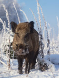 Wild Boar in Winter (Sus Scrofa), Europe