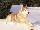 Siberian Husky Resting in Snow, USA