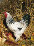 Male Brahma Breed Domestic Chicken with Vegetables, USA