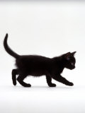 Domestic Cat, 9-Week Black Kitten Profile Walking