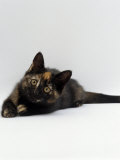 Domestic Cat, 8-Week Tortoiseshell Kitten Ready to Pounce