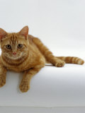 Domestic Cat, British Shorthair Red Tabby Female