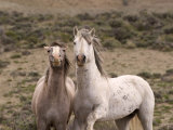 Mustang / Wild Horse, Grey Stallion and Filly, Wyoming, USA Adobe Town Hma