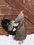 Silver Pencilled Wyandotte Domestic Chicken Pair, in Snow, USA