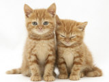 Two Ginger Domestic Kittens (Felis Catus)
