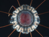 Buy (Periphylla Sp) Juvenile, Jellyfish, Deep Sea Atlantic Ocean at AllPosters.com