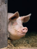 Buy Domestic Pig Looking out of Stable, Europe at AllPosters.com