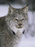 Lynx Portrait, USA