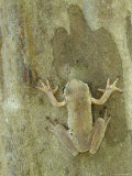 Mexican Treefrog Camouflaged on Tree Bark, Texas, USA