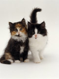Domestic Cat, Tortoiseshell and Black-And-White Kittens