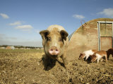 Free Range Organic Sow and Piglets, Wiltshire, UK