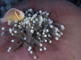 Buy Orange Skunk Clownfish in Anemone, Indo-Pacific at AllPosters.com