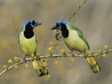 Green Jay Pair, Texas, USA